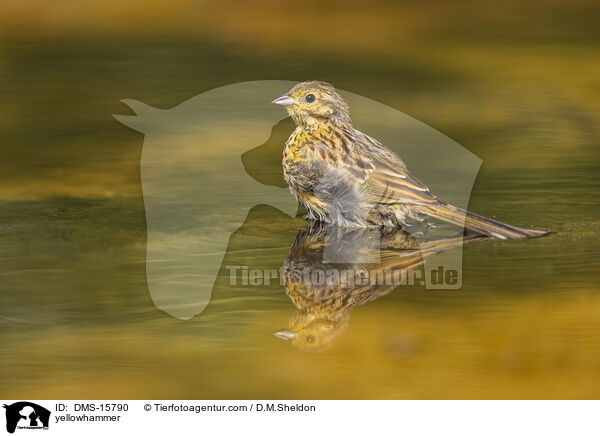 Goldammer / yellowhammer / DMS-15790