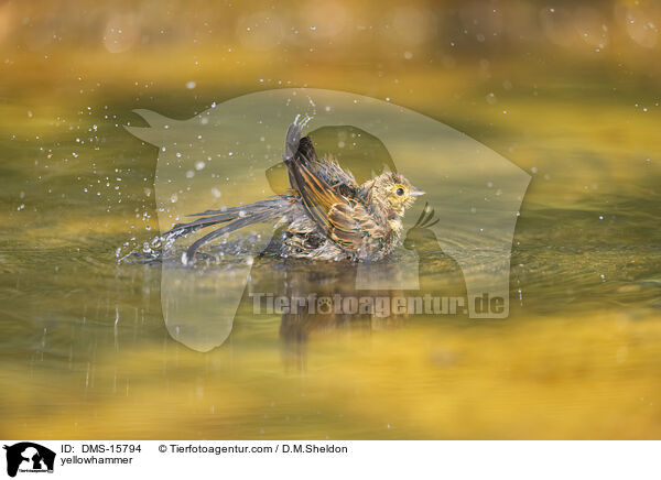 Goldammer / yellowhammer / DMS-15794