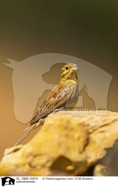 Goldammer / yellowhammer / DMS-15870