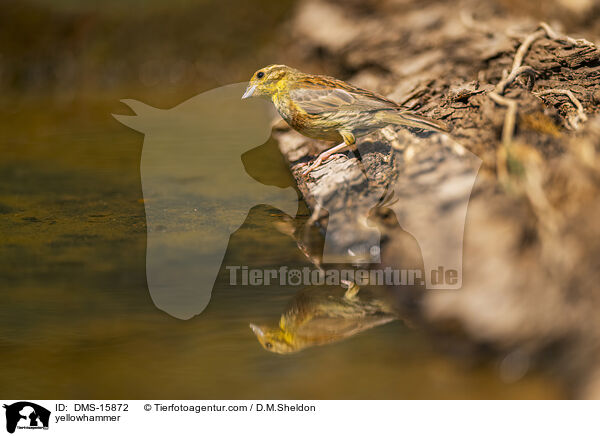 Goldammer / yellowhammer / DMS-15872