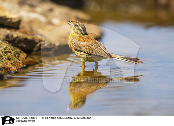Goldammer / yellowhammer / DMS-15891