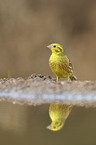 yellowhammer