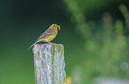 yellowhammer
