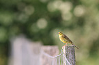 yellowhammer