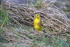 yellowhammer