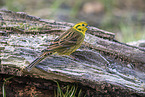 yellowhammer