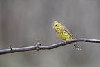 yellowhammer