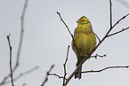 yellowhammer