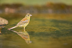 yellowhammer