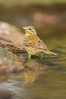 yellowhammer
