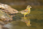 yellowhammer