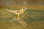 yellowhammer