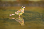 yellowhammer