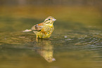 yellowhammer