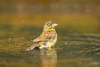 yellowhammer
