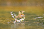 yellowhammer