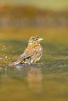 yellowhammer
