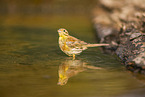 yellowhammer