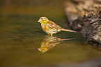 yellowhammer