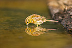 yellowhammer