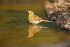 yellowhammer