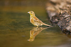 yellowhammer