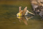 yellowhammer