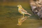 yellowhammer