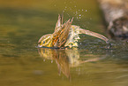yellowhammer