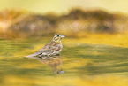 yellowhammer