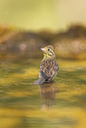 yellowhammer