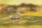 yellowhammer