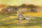 yellowhammer