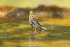 yellowhammer