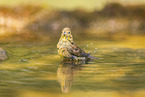 yellowhammer