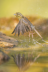 yellowhammer