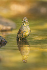yellowhammer