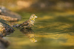 yellowhammer