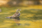 yellowhammer