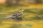 yellowhammer