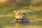 yellowhammer