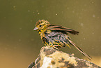 yellowhammer