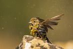 yellowhammer