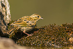 yellowhammer