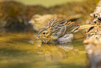 yellowhammer