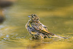 yellowhammer