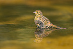 yellowhammer