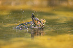 yellowhammer