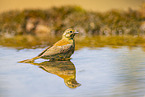 yellowhammer