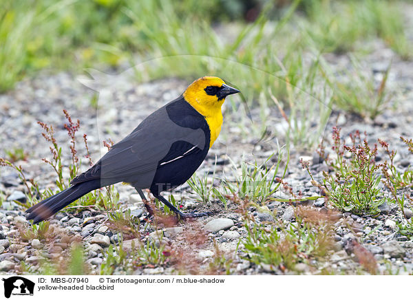 Gelbkopf-Schwarzstrling / yellow-headed blackbird / MBS-07940
